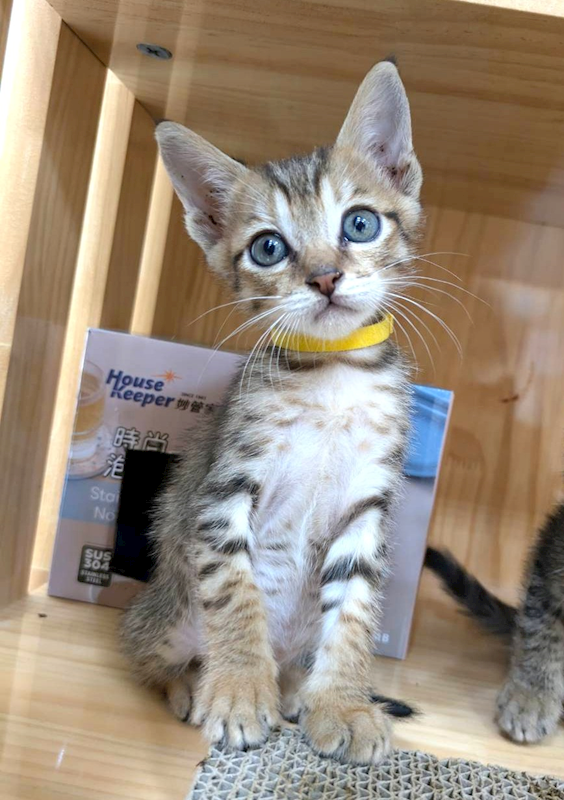 新竹縣動物保護教育園區,編號:465846, 混種貓                 