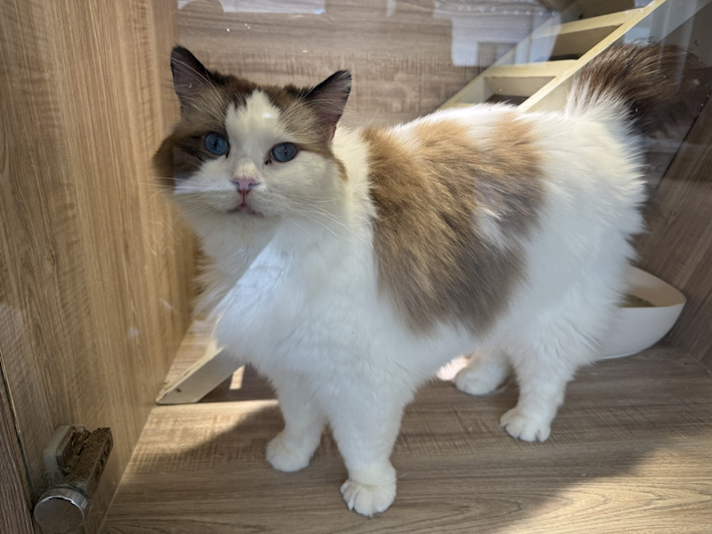 桃園市動物保護教育園區,編號:466134, 布偶貓