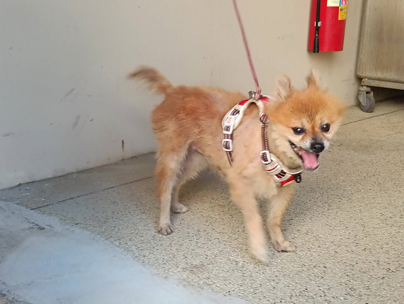 新竹市動物保護教育園區,編號:466133, 混種犬          