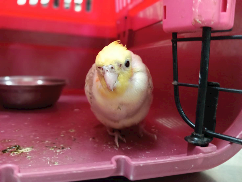 新竹市動物保護教育園區,編號:466128, 玄鳳鸚鵡