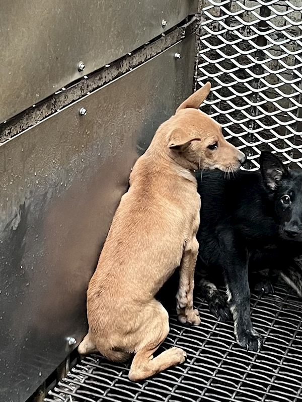 彰化縣流浪狗中途之家臨時收容所,編號:445029, 混種犬          