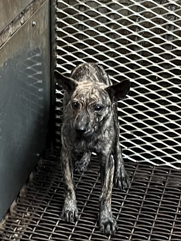 彰化縣流浪狗中途之家臨時收容所,編號:452752, 混種犬          