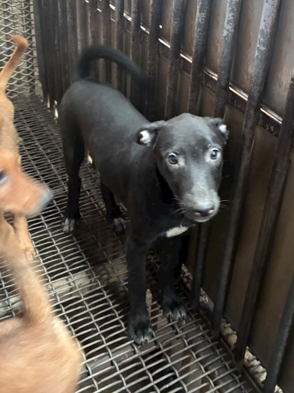 彰化縣流浪狗中途之家臨時收容所,編號:456042, 混種犬          