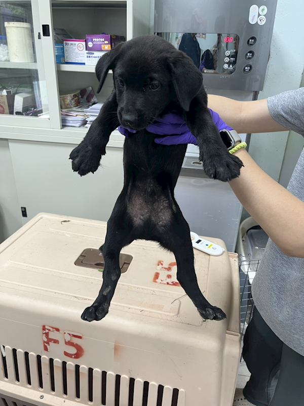 彰化縣流浪狗中途之家臨時收容所,編號:455526, 混種犬          