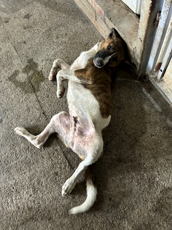 彰化縣流浪狗中途之家臨時收容所,編號:462928, 混種犬          