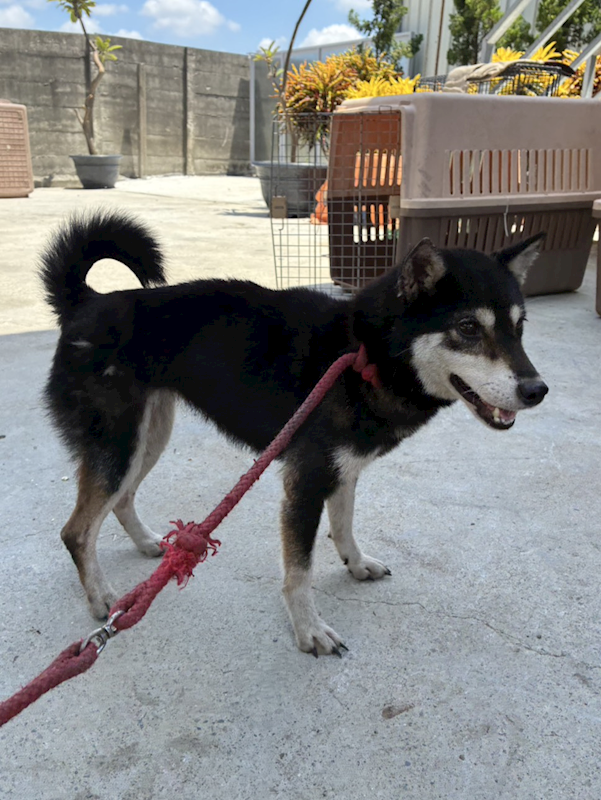 彰化縣流浪狗中途之家臨時收容所,編號:464577, 柴犬                  