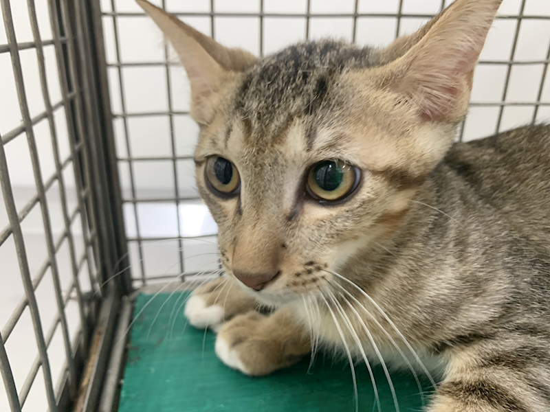 臺北市動物之家,編號:464983, 混種貓                 