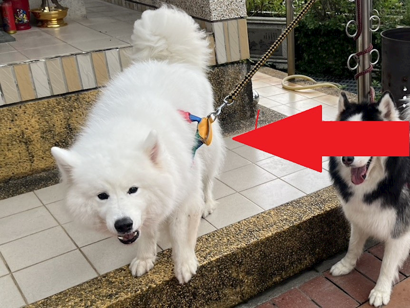 高雄市壽山動物保護教育園區,編號:466180, 薩摩耶犬                