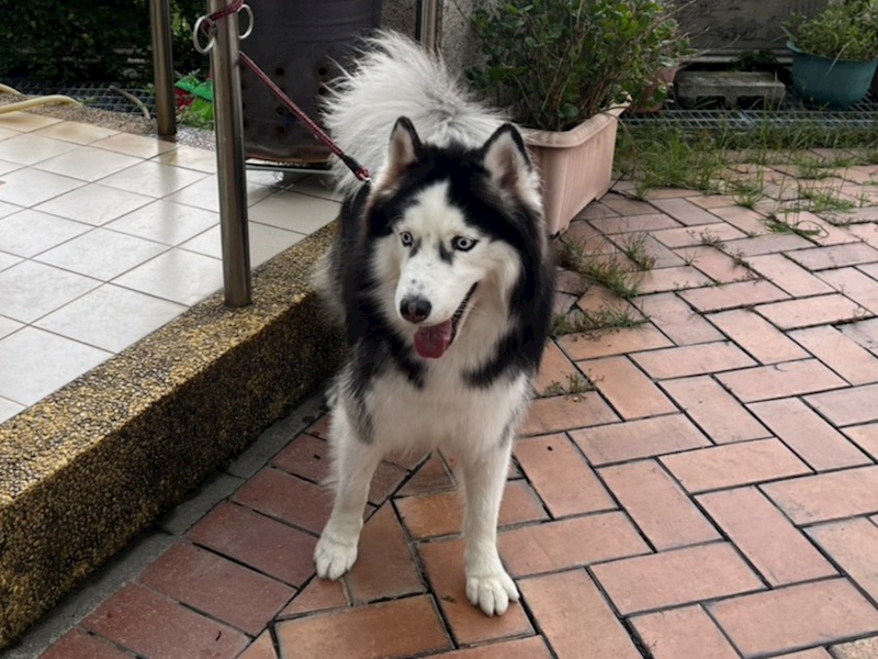 高雄市壽山動物保護教育園區,編號:466179, 哈士奇(西伯利亞雪橇犬)