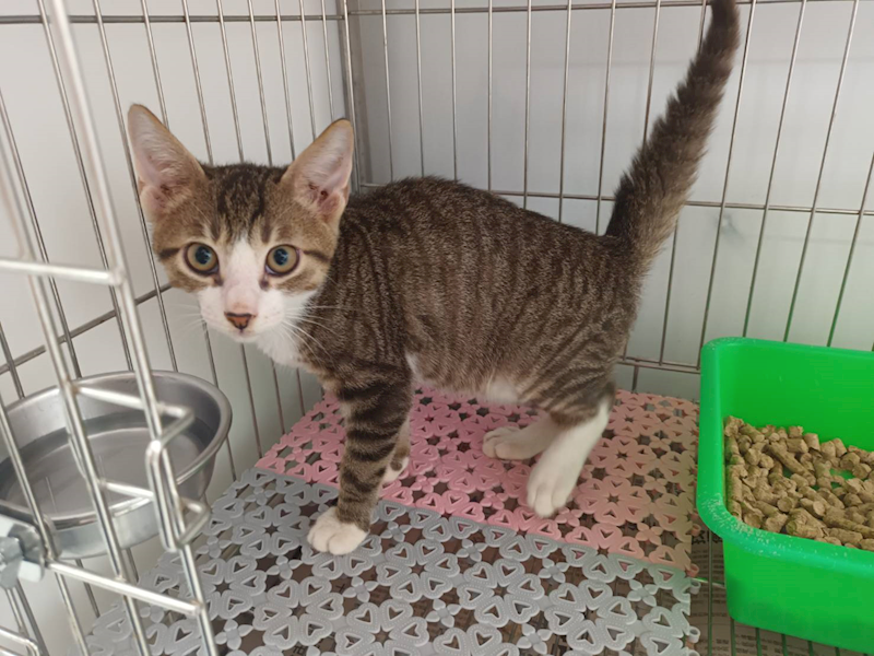新北市板橋區公立動物之家,編號:466168, 混種貓                 