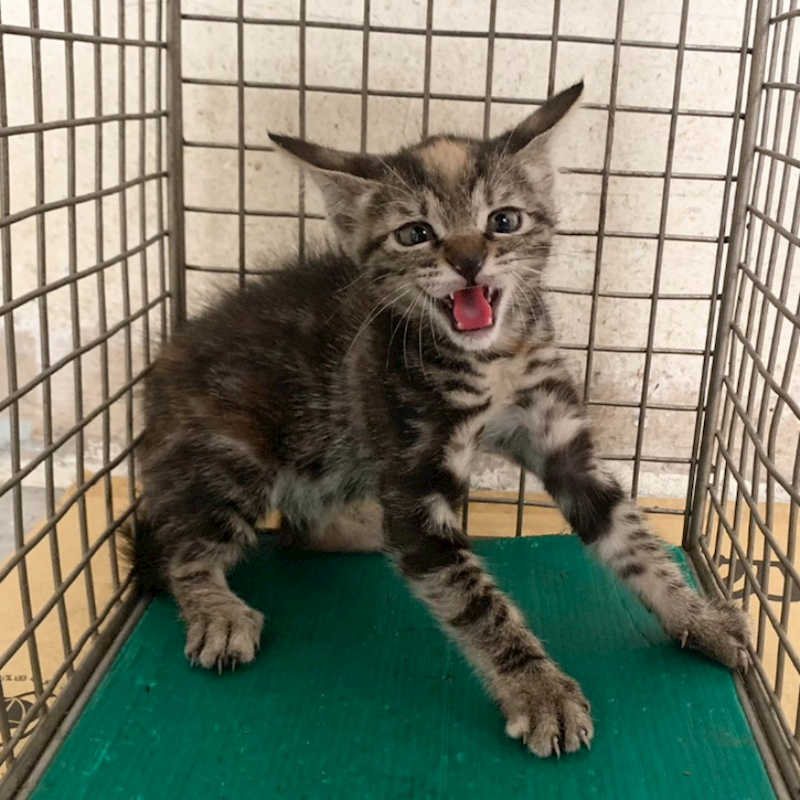 臺北市動物之家,編號:465256, 混種貓                 