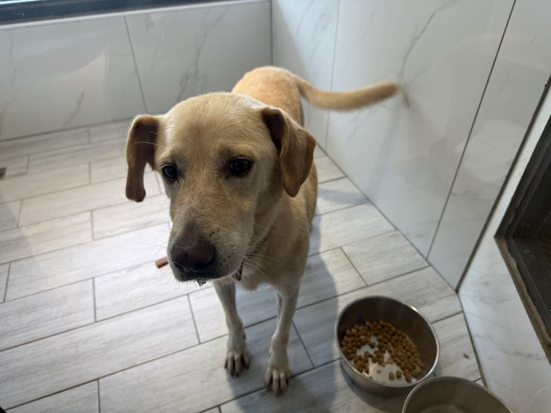 桃園市動物保護教育園區,編號:466161, 混種犬          