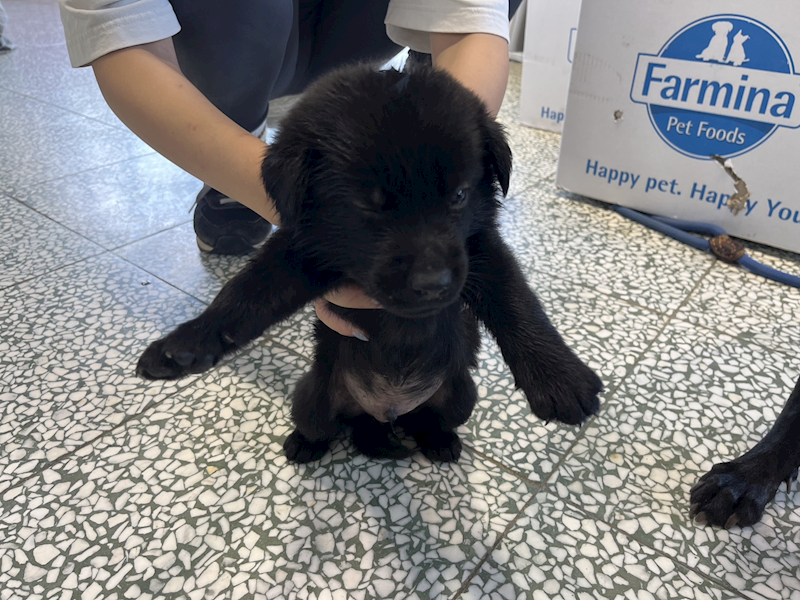 桃園市動物保護教育園區,編號:464275, 混種犬          