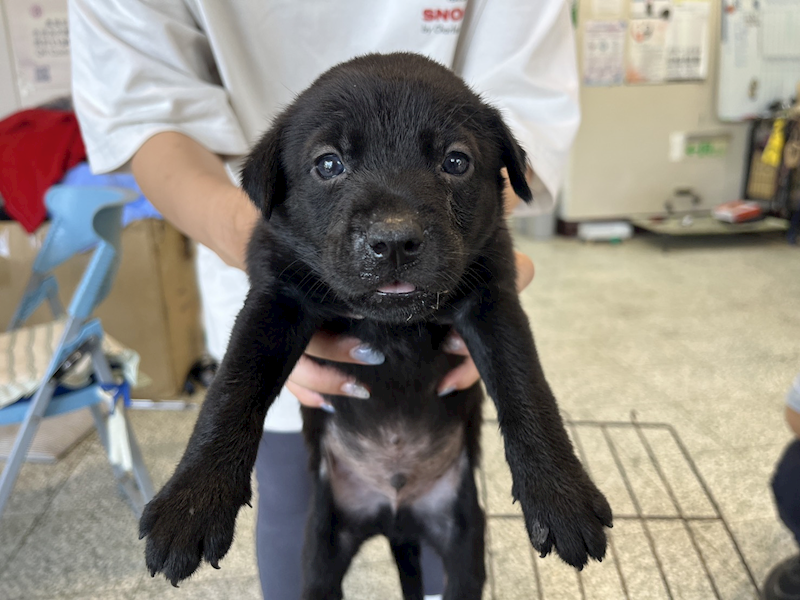 桃園市動物保護教育園區,編號:464276, 混種犬          