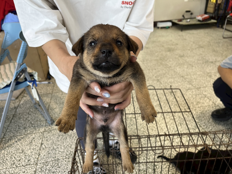 桃園市動物保護教育園區,編號:464278, 混種犬          