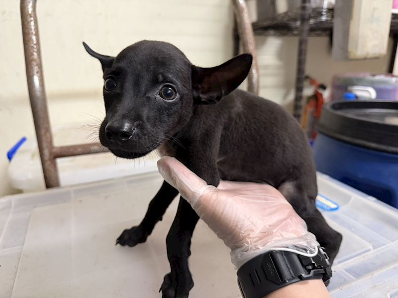 桃園市動物保護教育園區,編號:465545, 混種犬          