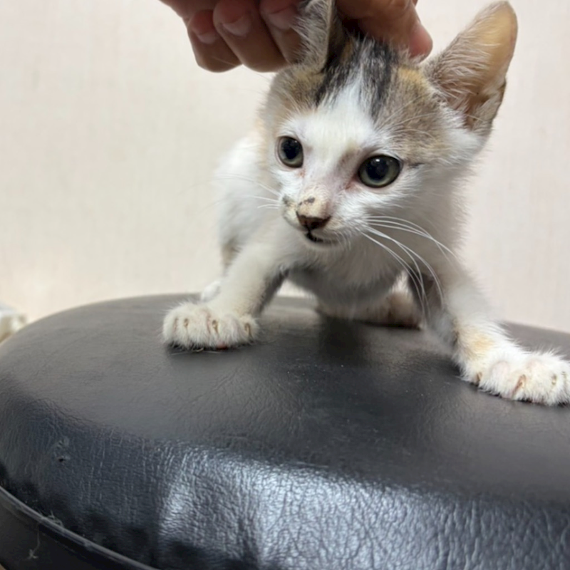 臺南市動物之家灣裡站,編號:463645, 混種貓                 