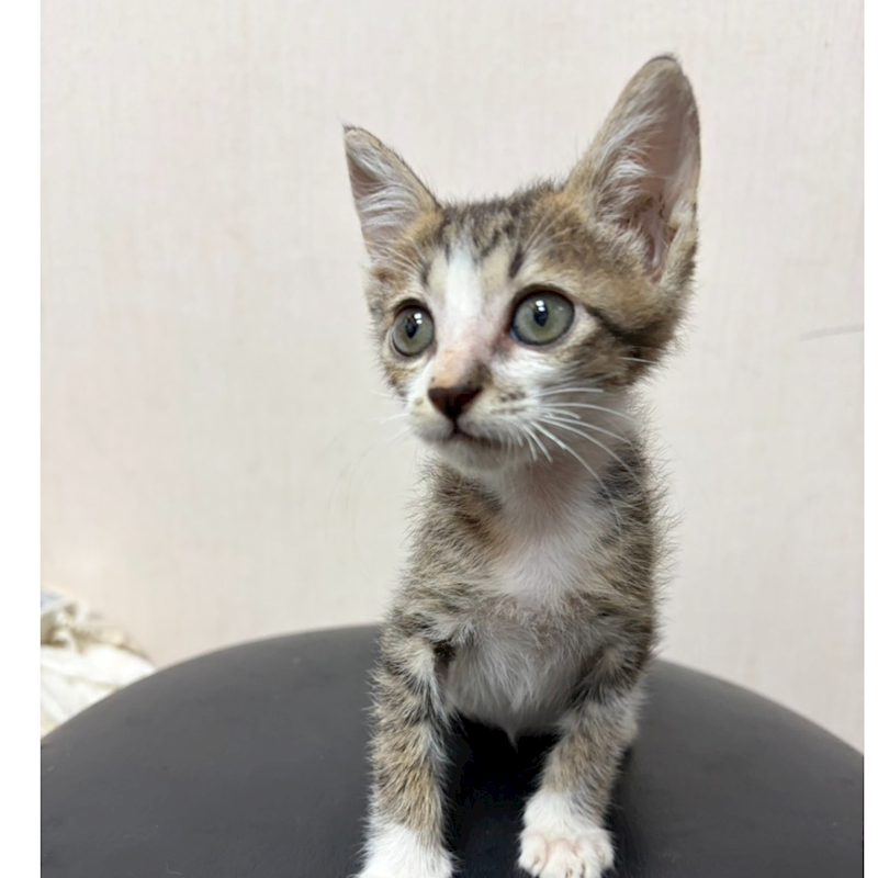 臺南市動物之家灣裡站,編號:463647, 混種貓                 