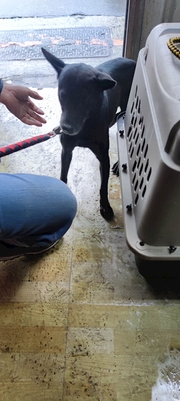 新北市中和區公立動物之家,編號:466144, 混種犬          