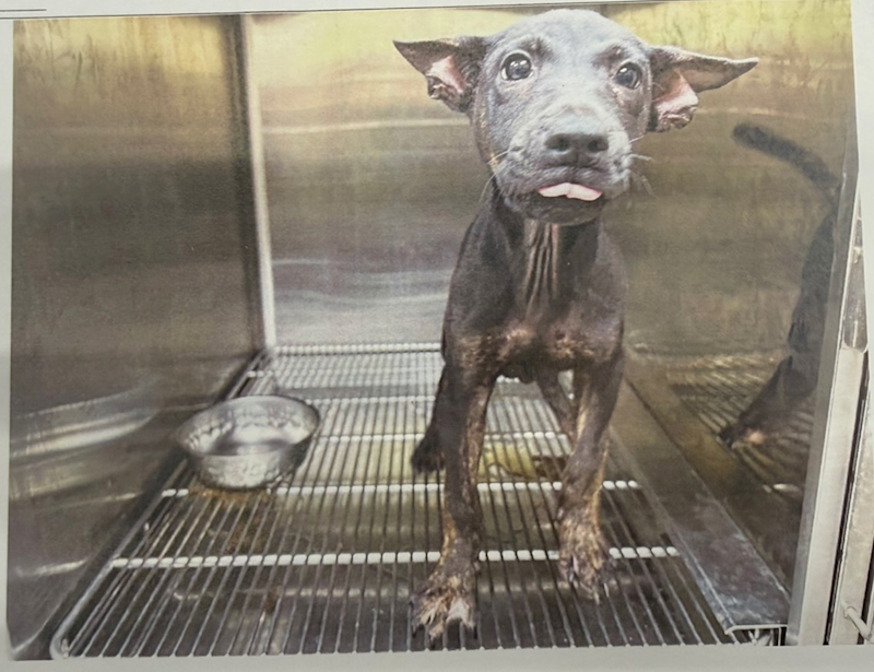 桃園市動物保護教育園區,編號:466142, 混種犬          