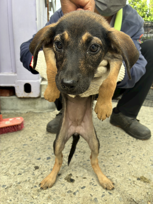 彰化縣流浪狗中途之家臨時收容所,編號:463702, 混種犬          