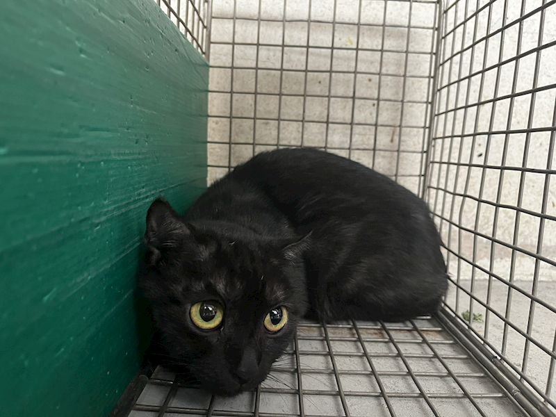 臺北市動物之家,編號:466137, 英國短毛貓               