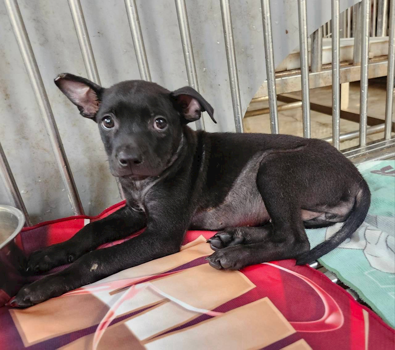 新北市板橋區公立動物之家,編號:465972, 混種犬          
