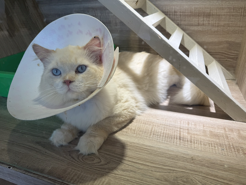 桃園市動物保護教育園區,編號:466139, 布偶貓