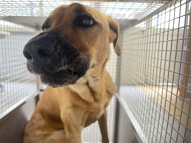臺北市動物之家,編號:466138, 混種犬          