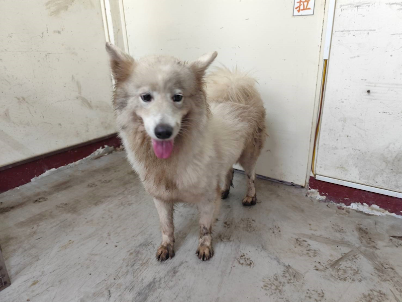 高雄市燕巢動物保護關愛園區,編號:466136, 薩摩耶犬                