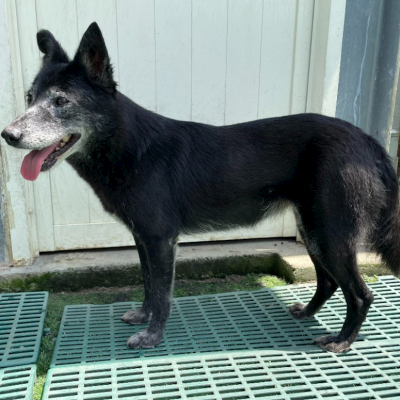 臺北市動物之家,編號:337042, 混種犬          