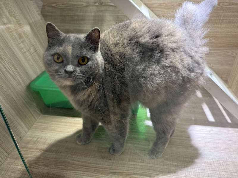 桃園市動物保護教育園區,編號:466135, 英國短毛貓               