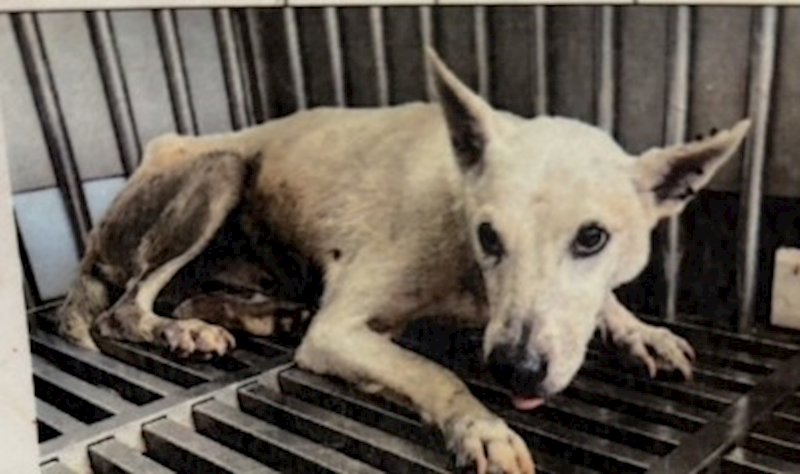 新北市五股區公立動物之家,編號:452233, 混種犬          