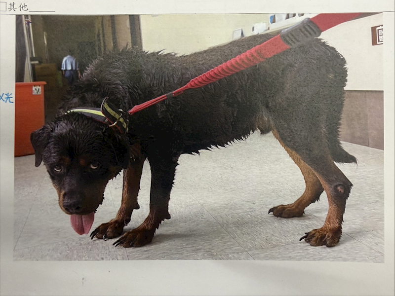 桃園市動物保護教育園區,編號:466158, 洛威納犬(羅威那犬)