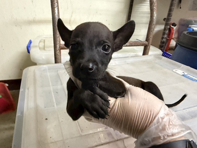 桃園市動物保護教育園區,編號:465546, 混種犬          