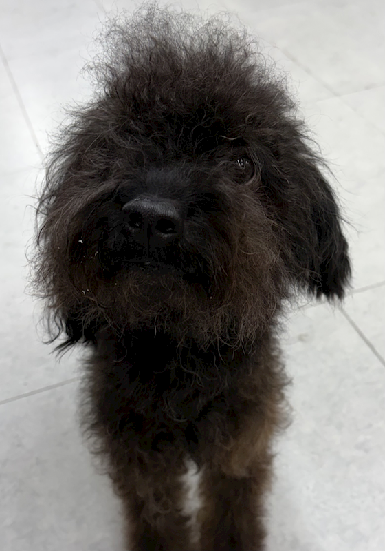 基隆市寵物銀行,編號:464720, 混種犬          