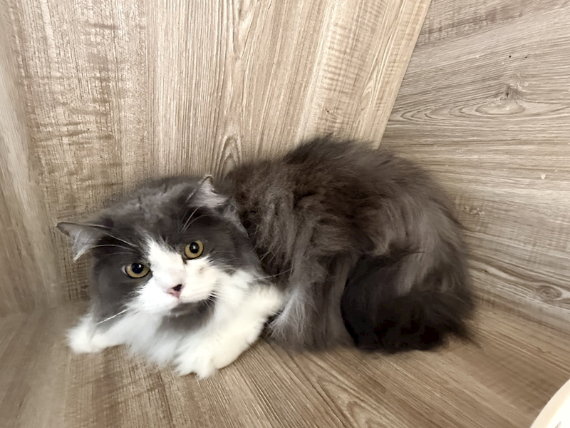 桃園市動物保護教育園區,編號:466200, 英國長毛貓