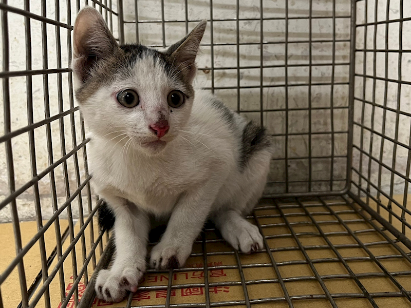 臺北市動物之家,編號:457472, 混種貓                 