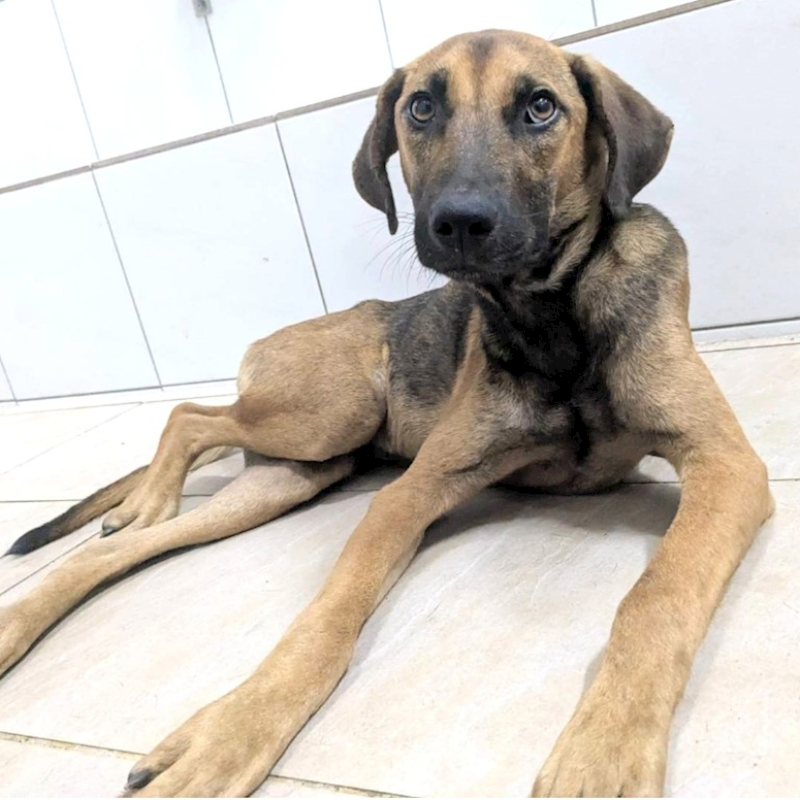新竹縣動物保護教育園區,編號:465158, 混種犬          