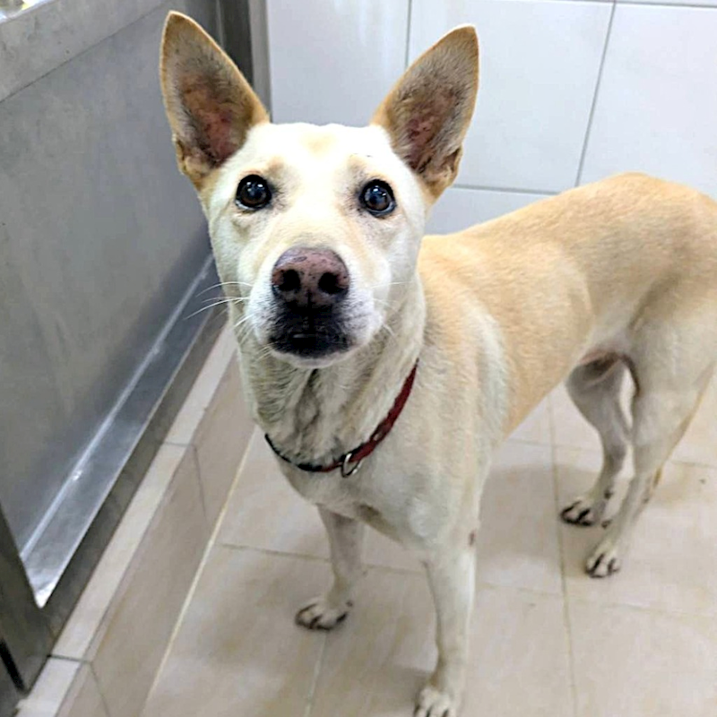新竹縣動物保護教育園區,編號:465576, 混種犬          