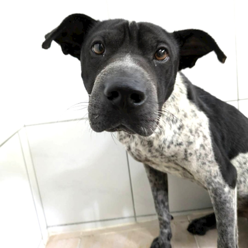 新竹縣動物保護教育園區,編號:465898, 混種犬          