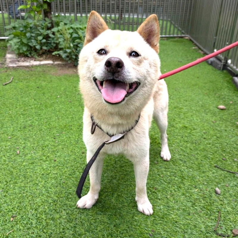 新竹縣動物保護教育園區,編號:466205, 柴犬                  