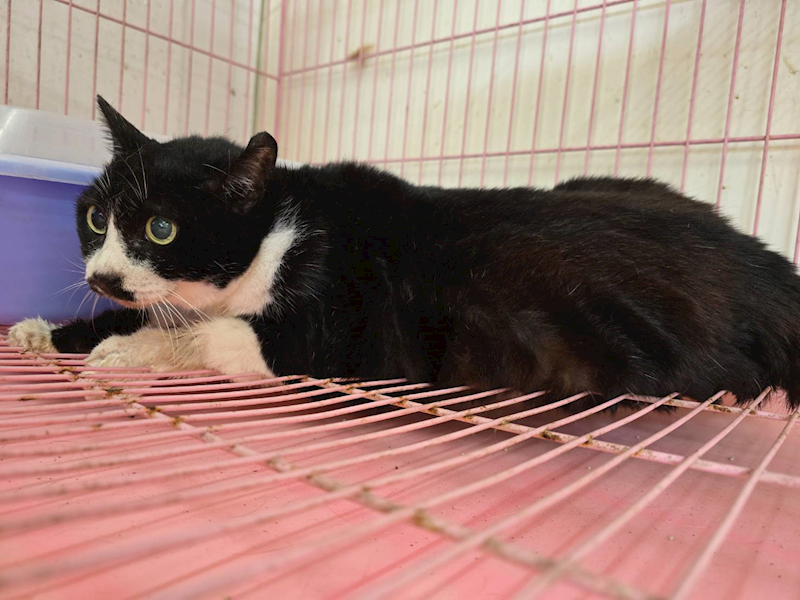 臺北市動物之家,編號:466207, 混種貓                 