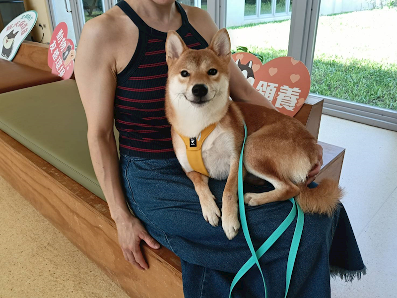 新竹市動物保護教育園區,編號:466206, 柴犬                  