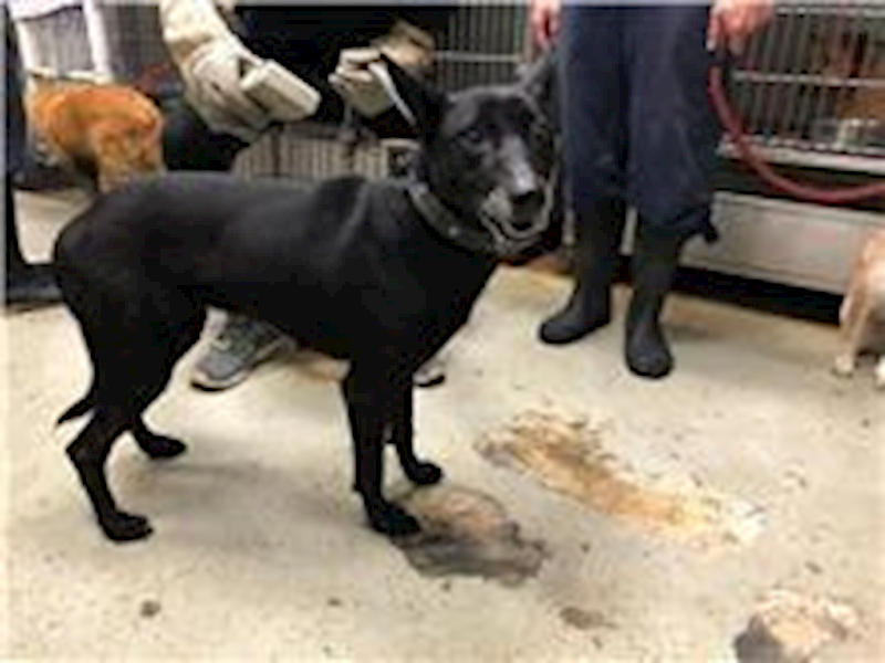 臺北市動物之家,編號:145862, 混種犬          
