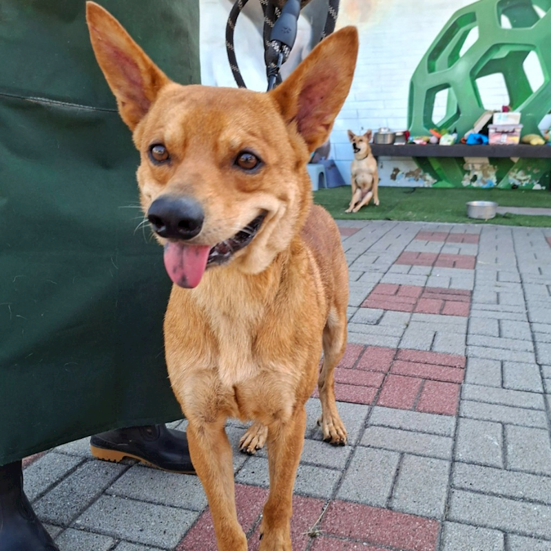 臺南市動物之家灣裡站,編號:452668, 混種犬          