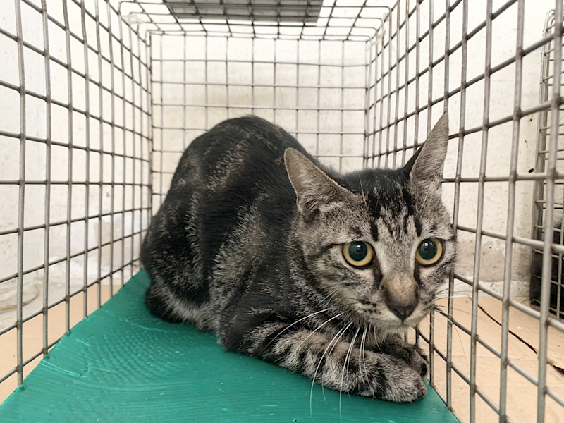 臺北市動物之家,編號:464973, 混種貓                 