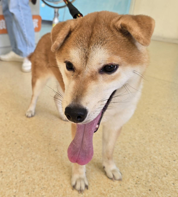 新竹市動物保護教育園區,編號:466209, 柴犬                  