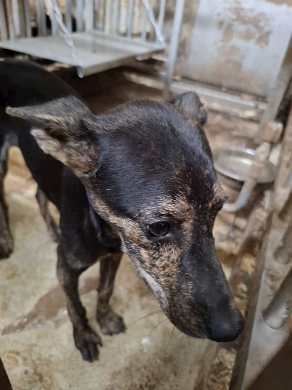 臺南市動物之家善化站,編號:466271, 混種犬          