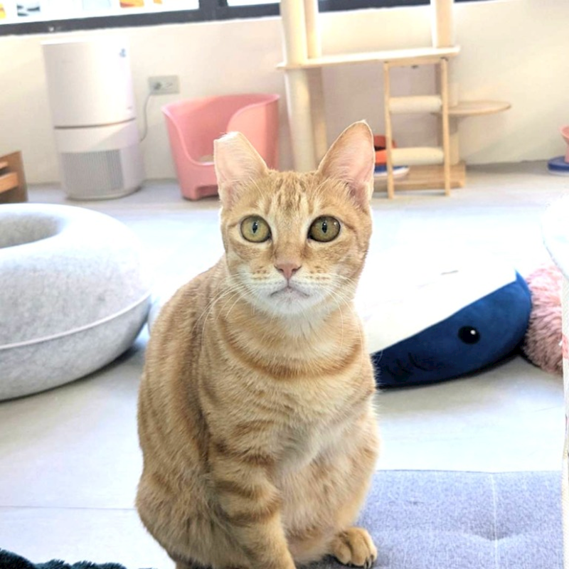 新竹縣動物保護教育園區,編號:384832, 混種貓                 